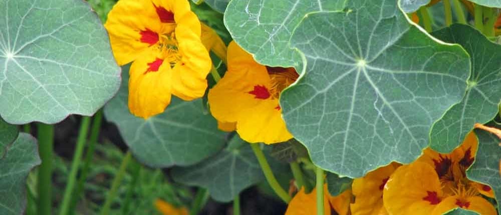 Heirloom Nasturtium flowers as trap crops