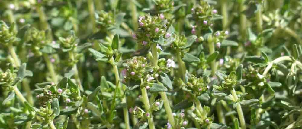 Orange Scented Thyme