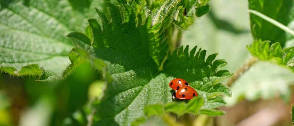 Heirloom Stinging Nettles as trap crops