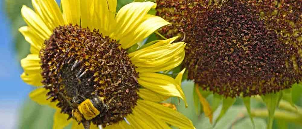 Heirloom Sunflower as trap crops