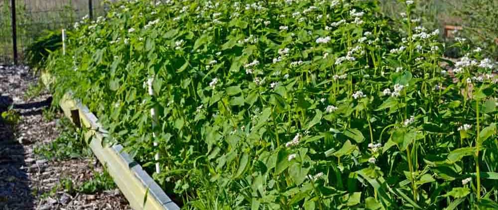 Garden Cover Up Mix cover crops in raised bed.