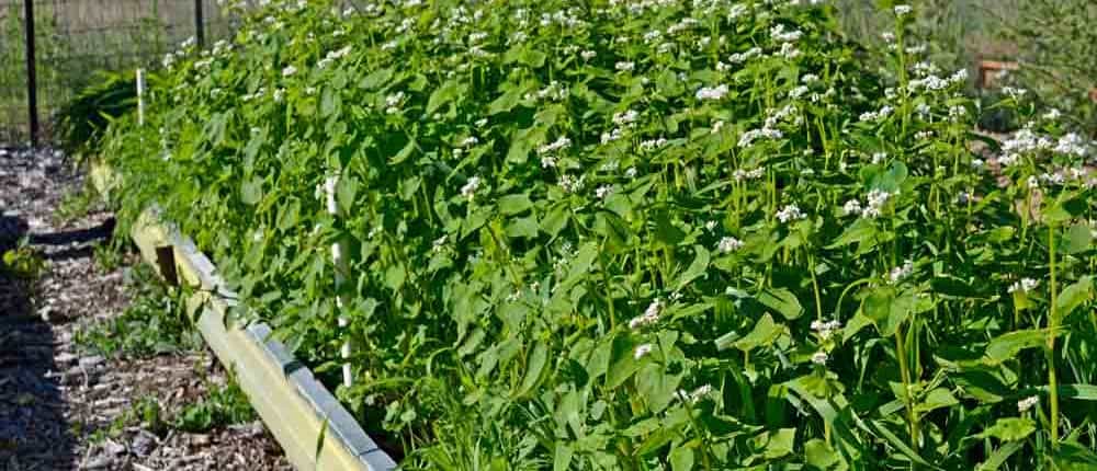 Garden Cover Up Mix cover crops in raised bed.