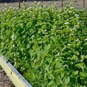 Garden Cover Up Mix cover crops in raised bed.