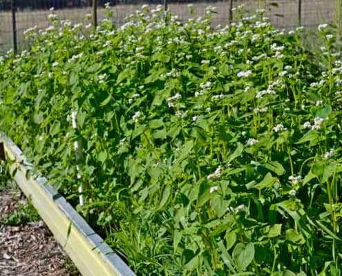 Garden Cover Up Mix cover crops in raised bed.