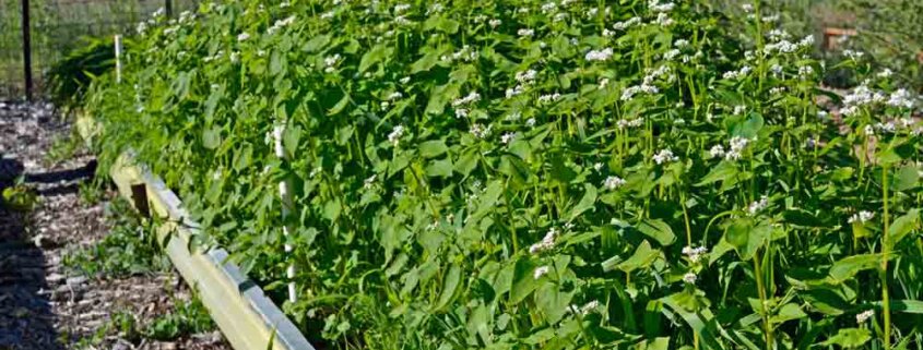 Garden Cover Up Mix cover crops in raised bed.