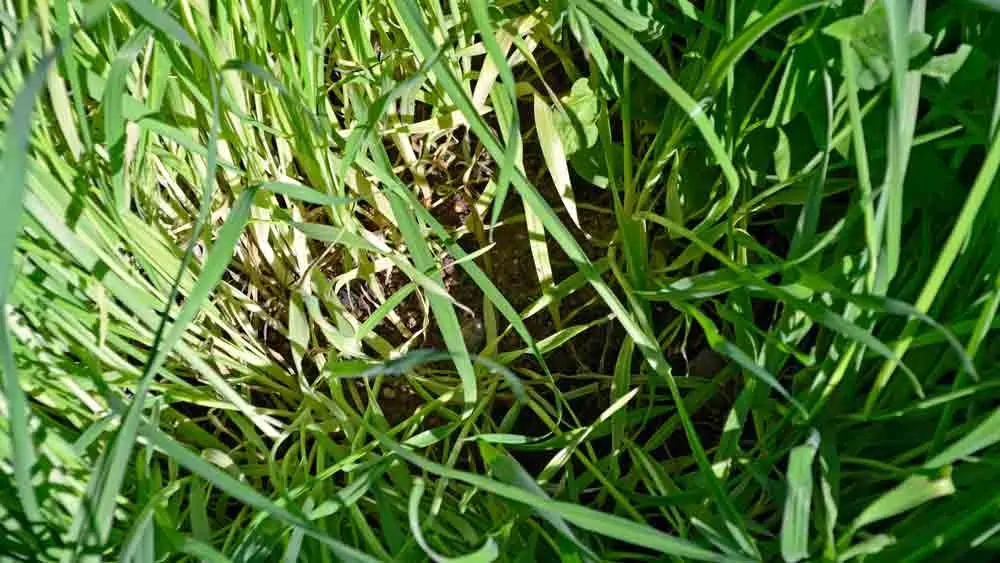 A plant growing in the dirt on a sunny day.