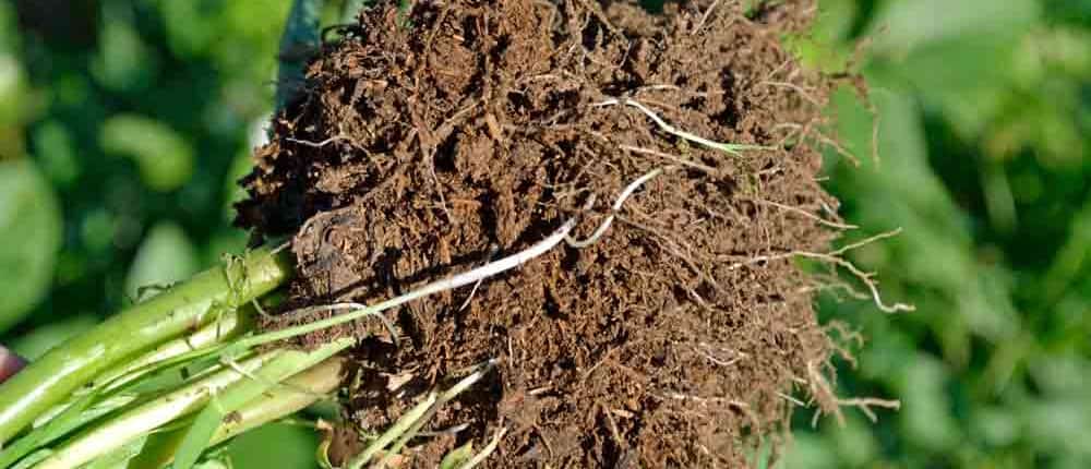 Cover crop roots build soil organic matter.