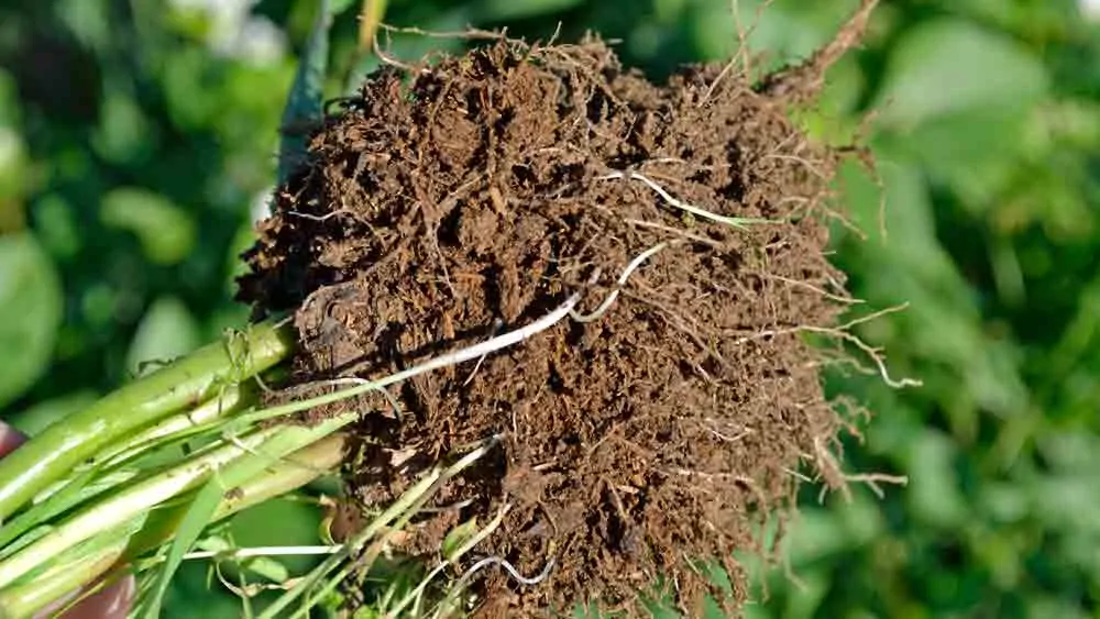 A plant growing in the dirt on a sunny day.