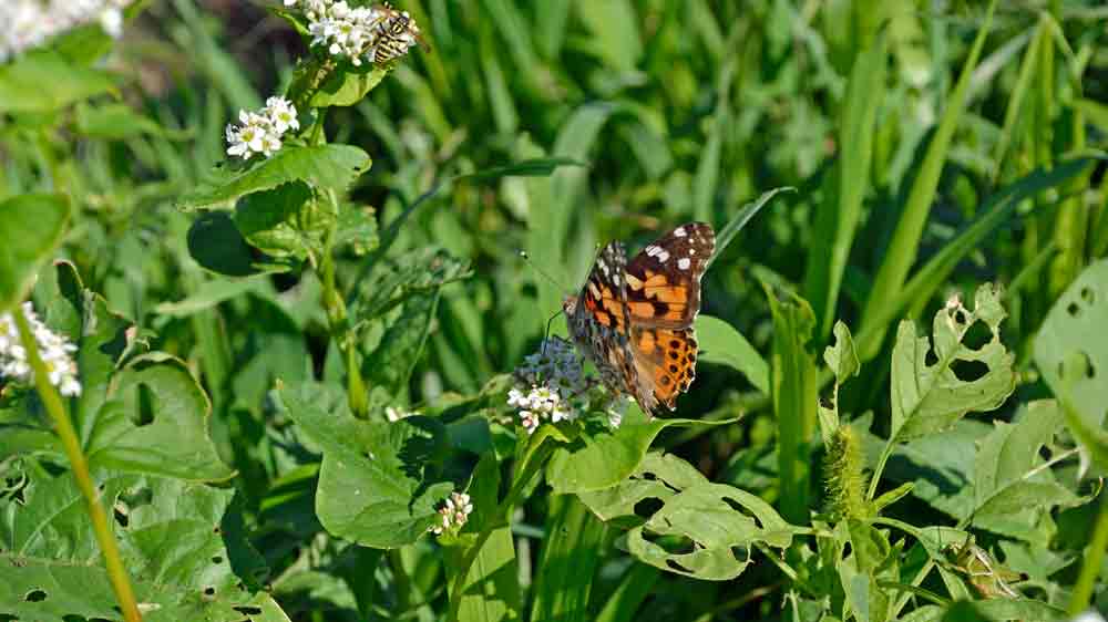 Two Pollinators on Garden Cover Up Mix cover crop