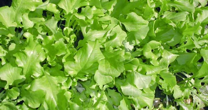 A close up of lettuce leaves