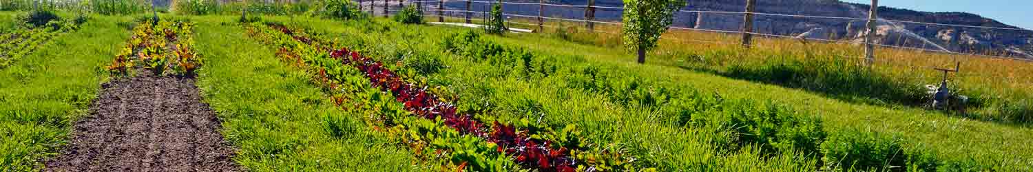 A field of flowers and grass next to the water.