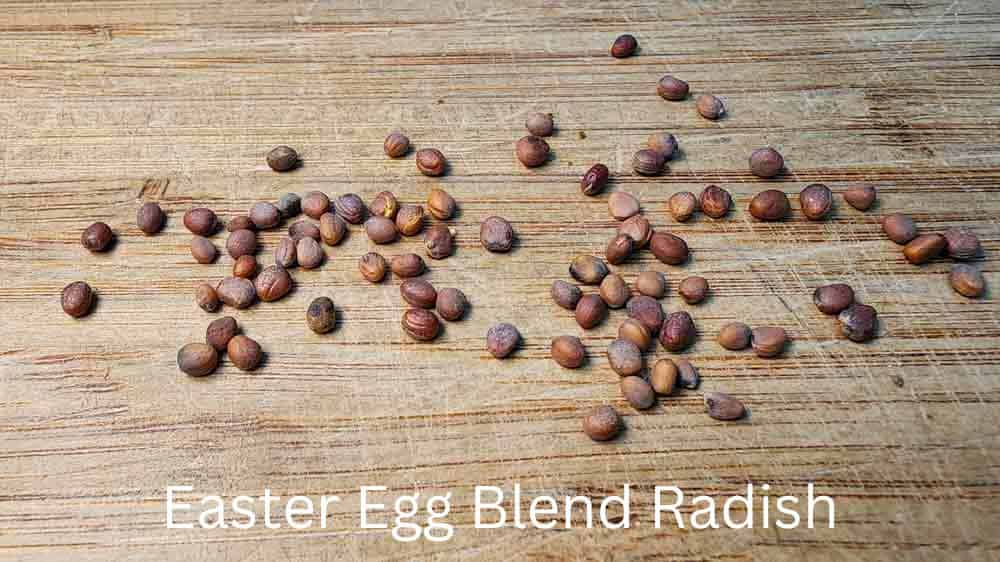 Easter Egg Blend Radish Seeds