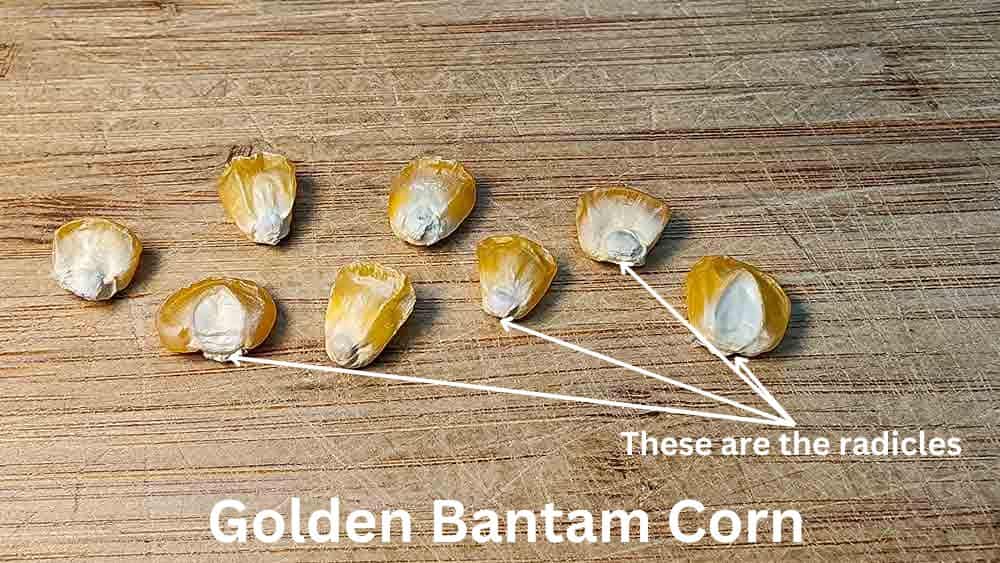 Golden Bantam Corn Seeds