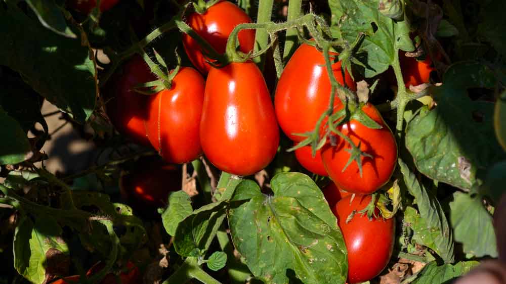 A close up of tomatoes on the vine