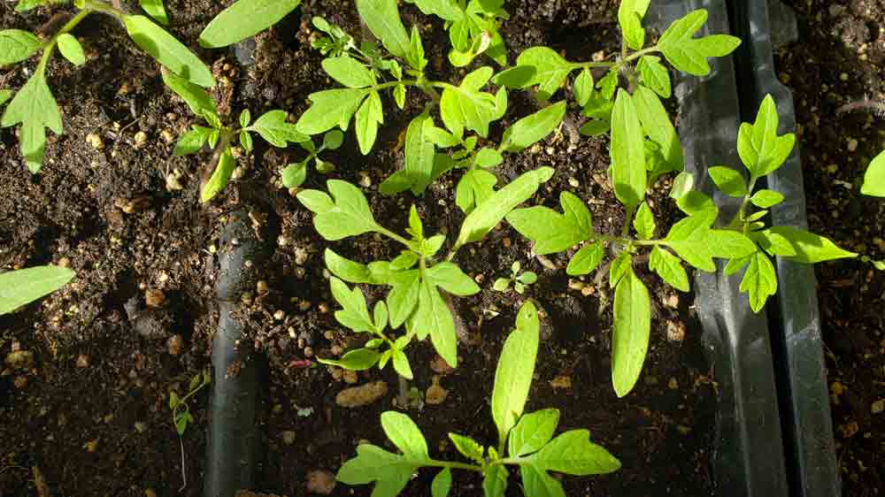 A close up of some green leaves on the ground