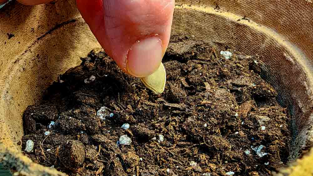 Planting a Pumpkin Seed Radicle Downwards