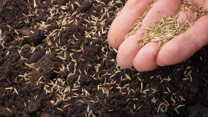 A person holding dirt in their hand and putting seeds into it.