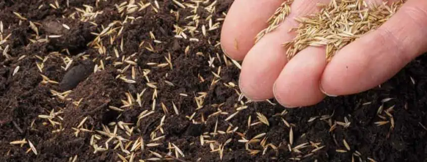 A person holding dirt in their hand and putting seeds into it.