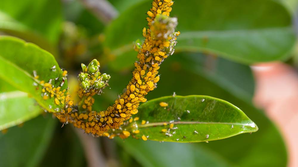 Aphid infestation on leaves and stem of plant.