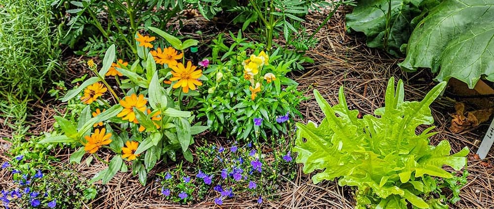 A garden with many different plants and flowers.