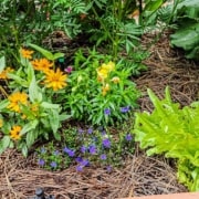 A garden with many different plants and flowers.