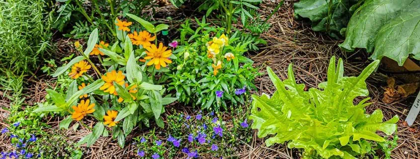 A garden with many different plants and flowers.