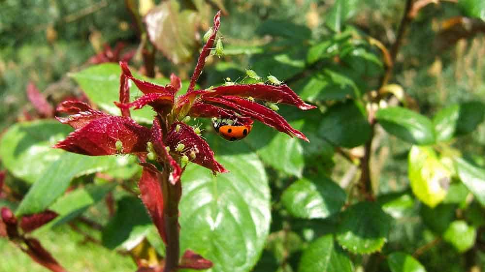 Ladybug eating aphids