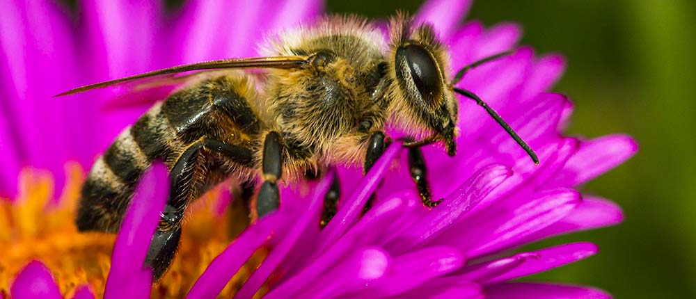 A bee is sitting on the flower of an aster.