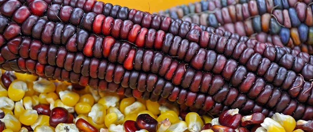 A close up of corn on the cob with beans