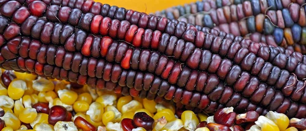 A close up of corn on the cob with beans