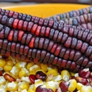 A close up of corn on the cob with beans