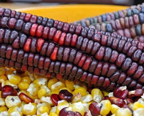 A close up of corn on the cob with beans