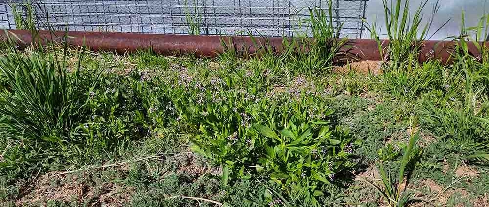 A green plant in the middle of a field.