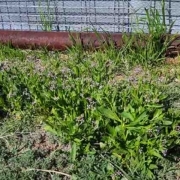 A green plant in the middle of a field.