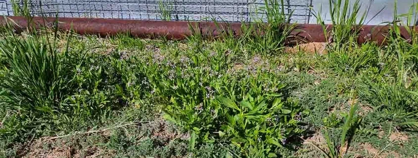 A green plant in the middle of a field.