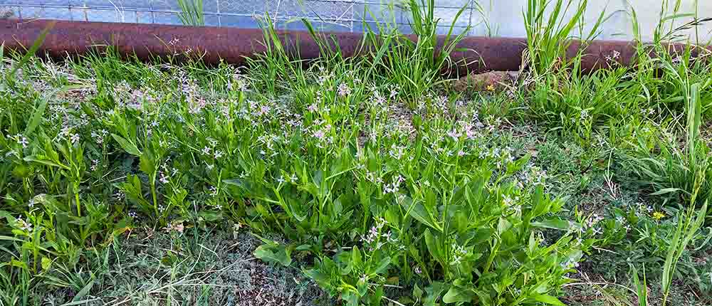 Multiple species of weeds and grass.