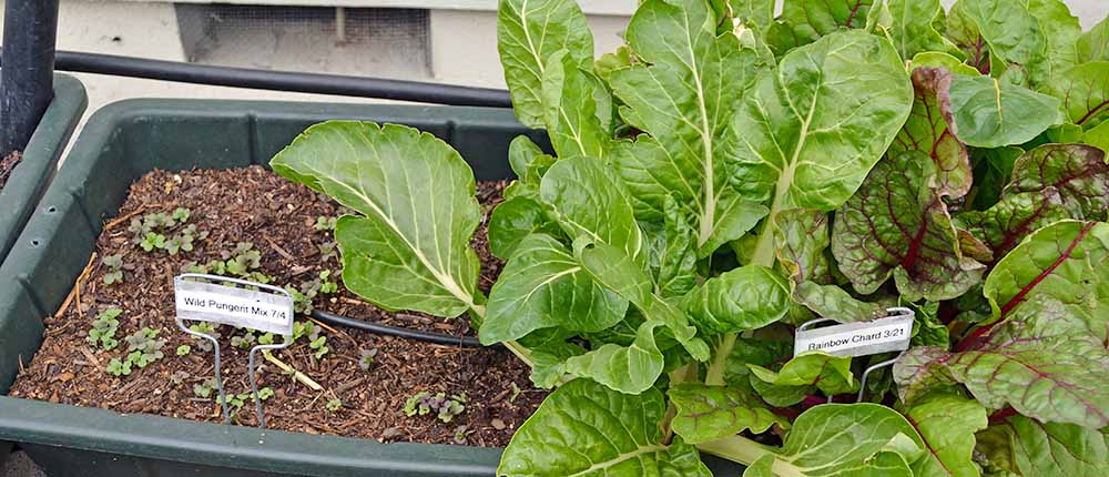 Succession planting in a container.