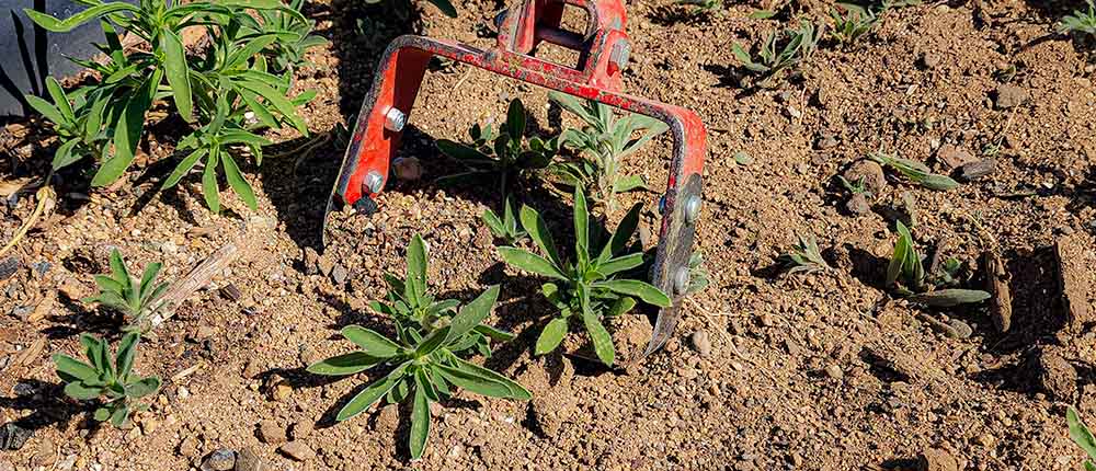 Stirrup hoe cutting weeds close to the surface.