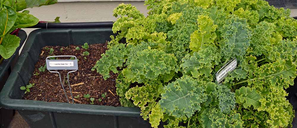 Succession planting of kale.