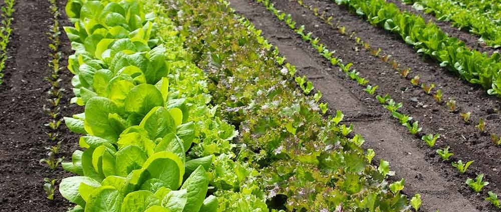 Succession planting different lettuce types.