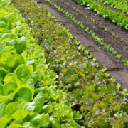 Succession planting different lettuce types.