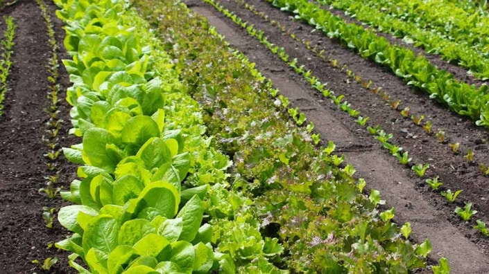 Succession planting different lettuce types.