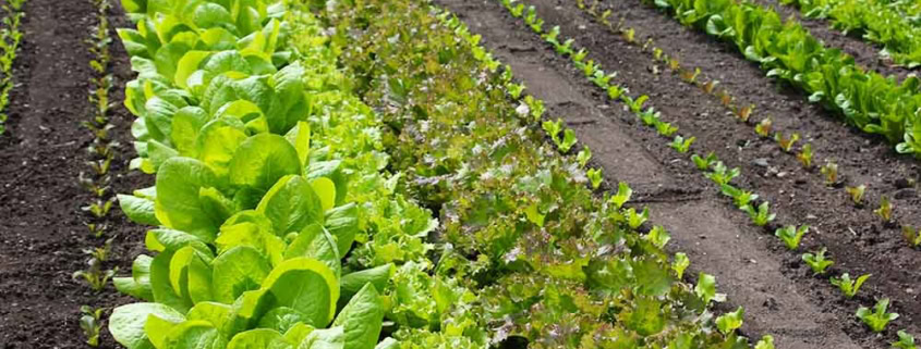 Succession planting different lettuce types.