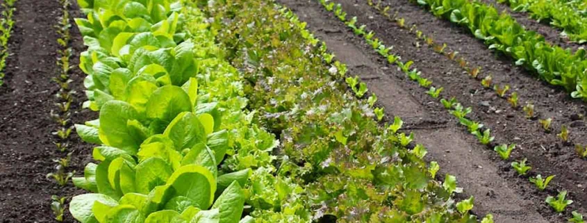 Succession planting different lettuce types.