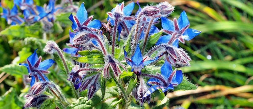 Borage flowers.