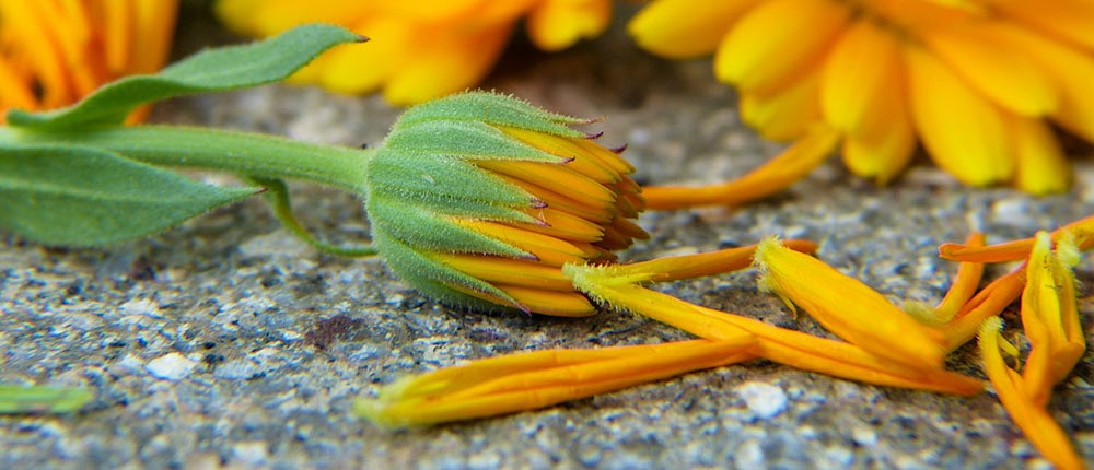 Freshly harvested calendula or pot marigold bud.