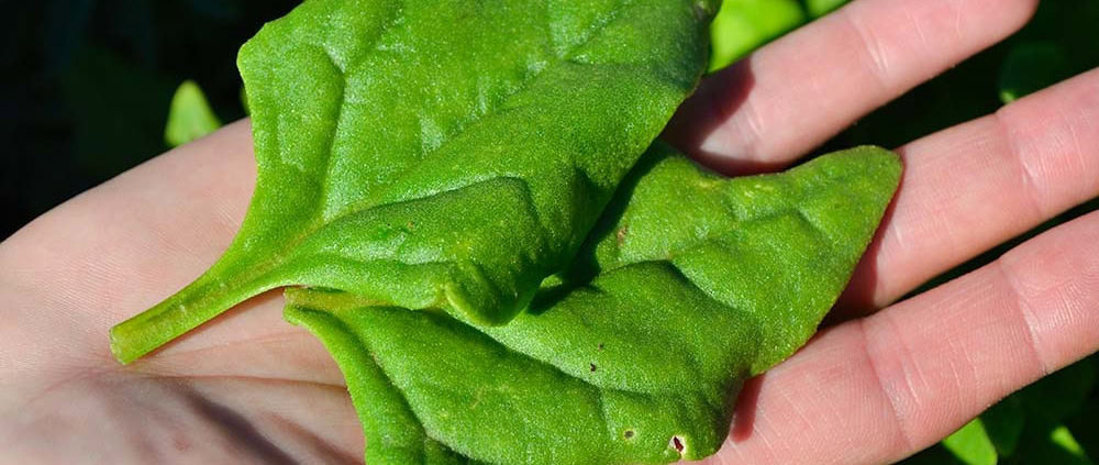 Heat-Tolerant Greens showing New Zealand Spinach on a hand.