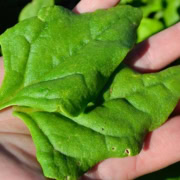 Heat-Tolerant Greens showing New Zealand Spinach on a hand.