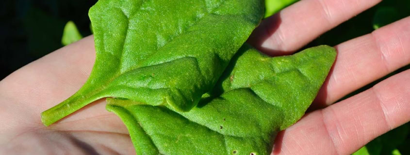 Heat-Tolerant Greens showing New Zealand Spinach on a hand.