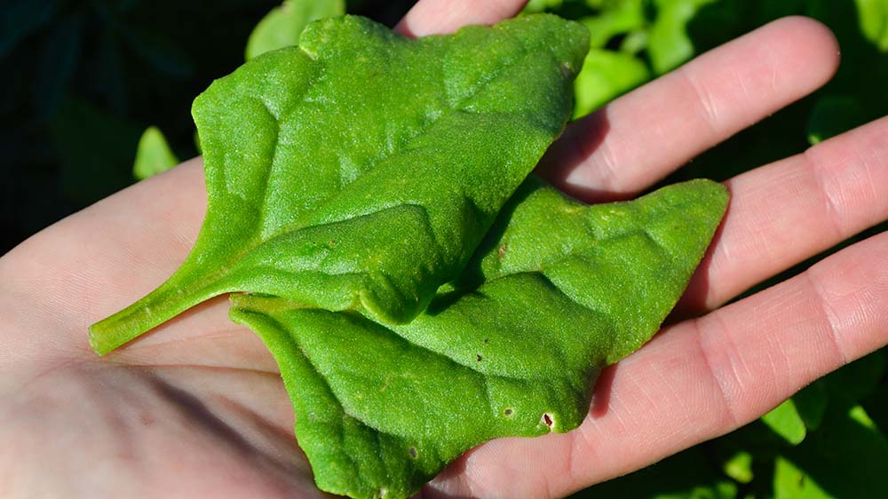 Heat-Tolerant Greens showing New Zealand Spinach on a hand.